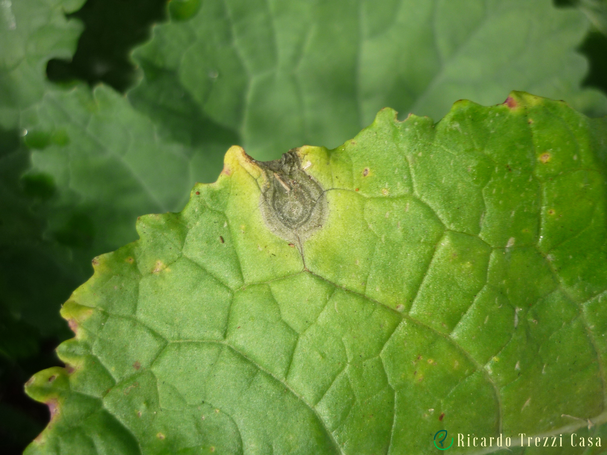 Mancha negra ou mancha de alternaria